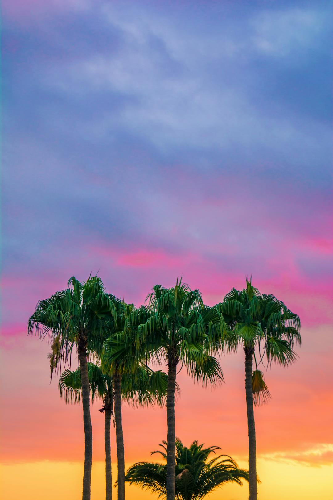 A group of palm trees standing next to each other