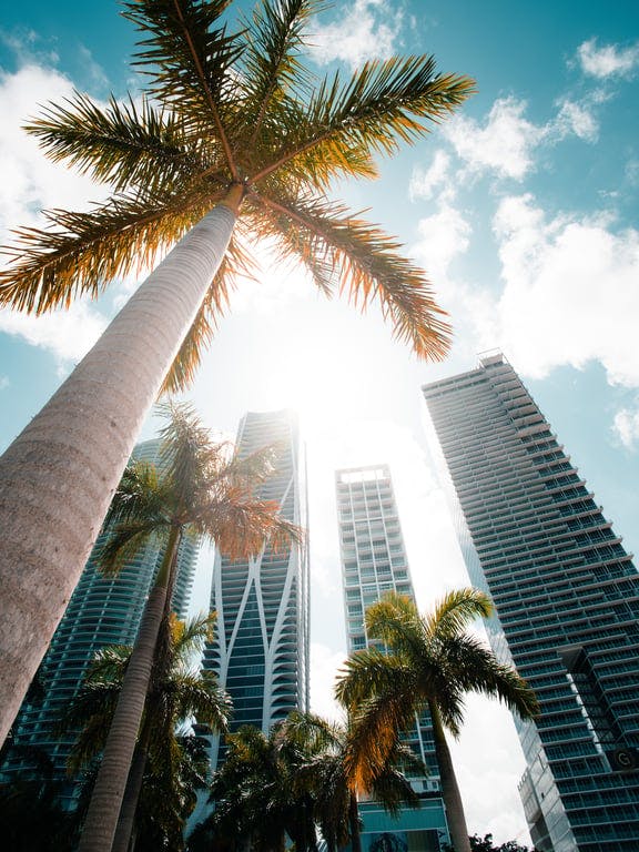 A tall palm tree standing in front of tall buildings